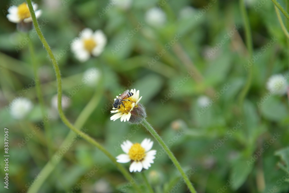 Bees with flowers Bees with flowers