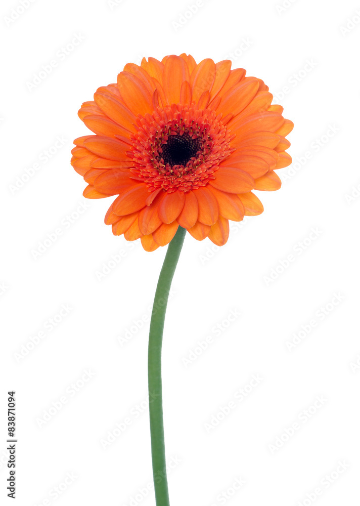 Gerbera / Beautiful gerbera over a white background Gerbera / Beautiful gerbera over a white background