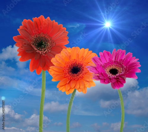 Gerbera   Beautiful gerberas with blue sky and sun