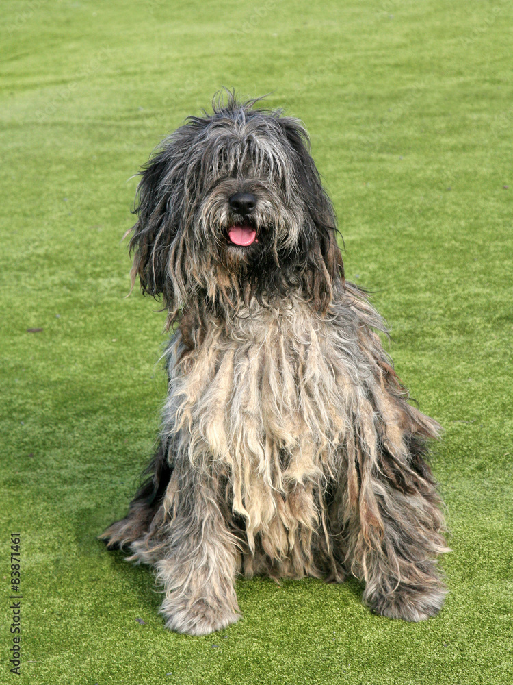 The portrait of Bergamasco Shepherd dog