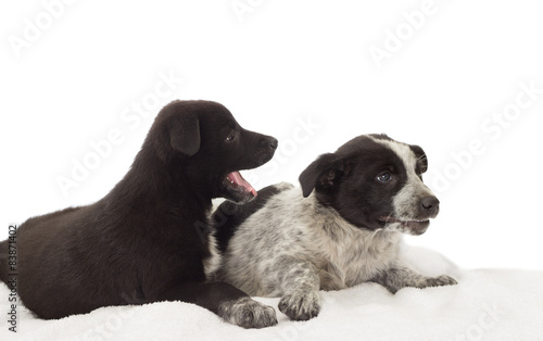 Fototapeta Naklejka Na Ścianę i Meble -  Two funny dogs on the white bedspread