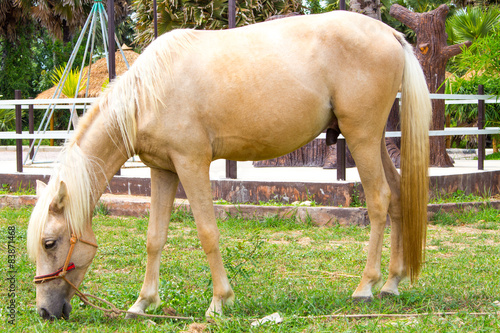 Horse on a summer pasture photo