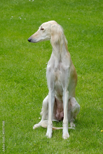 The portrait of Saluki dog on a green grass lawn