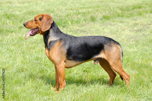 Tableau sur toile The portrait of Serbian Hound on the green grass lawn