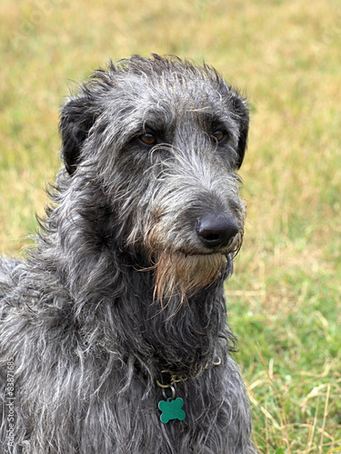 Detail of old Irish Wolfhound dog