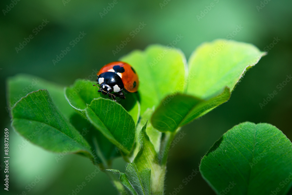 Naklejka premium Ladybug on leaf