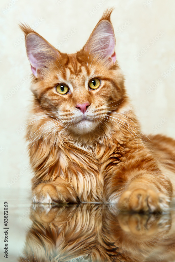 Red maine coon cat fox posing on mirror reflection Red maine coon cat fox posing on mirror reflection