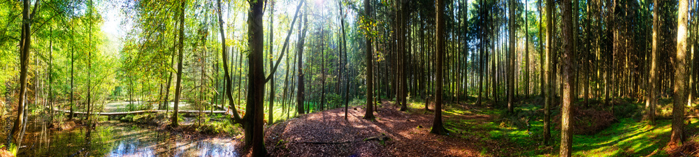 Obraz premium Frühling im Wald - Panorama
