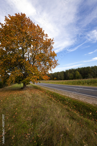 the autumn road  
