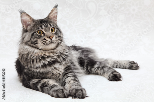 Big black tabby maine coon cat posing on white background