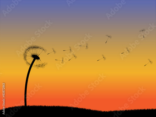 Fototapeta Naklejka Na Ścianę i Meble -  Dandelion in wind with sunset silhouette