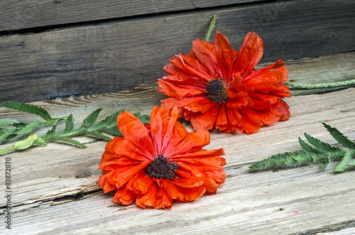 Poppy flowers photo