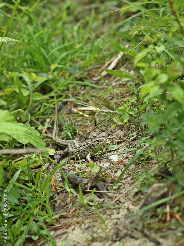 Weibliche Zauneidechse (Lacerta agilis) Weibliche Zauneidechse (Lacerta agilis)