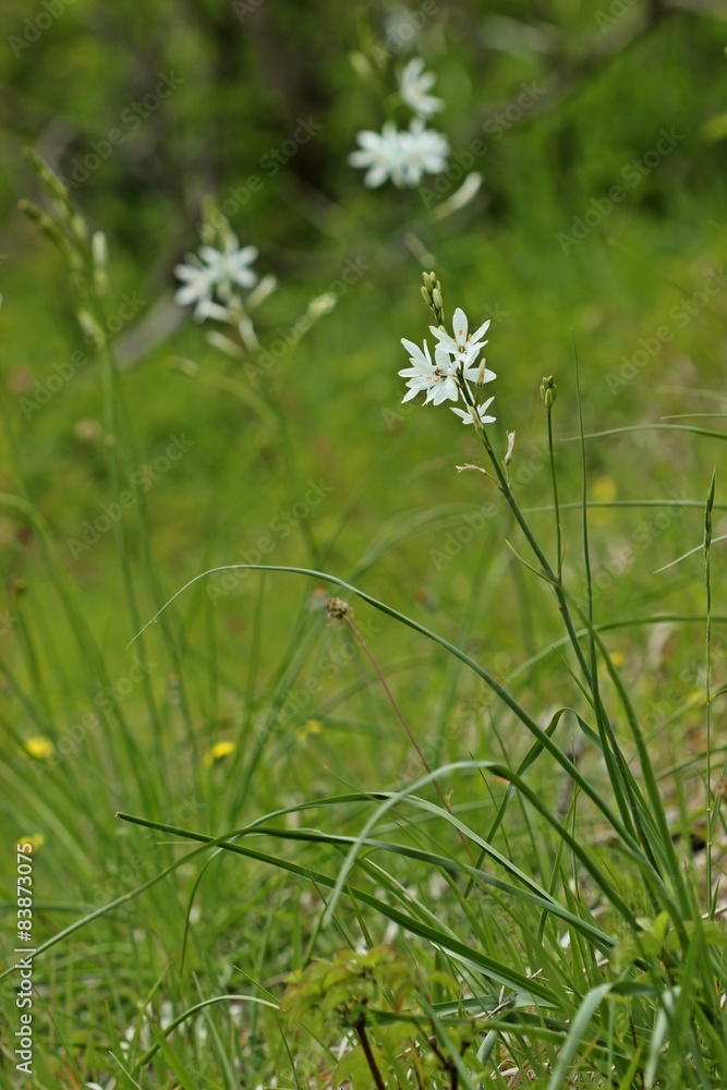 Astlose Graslilie (Anthericum liliago)