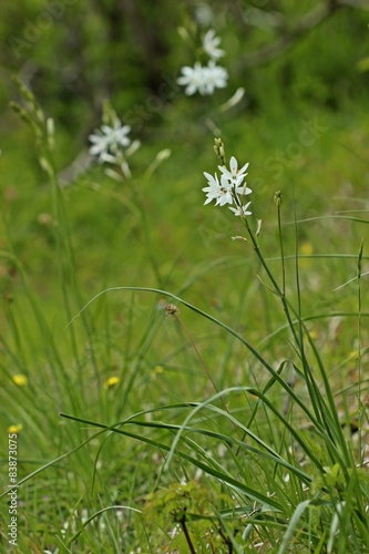 Astlose Graslilie  Anthericum liliago 