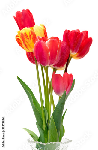 Beautiful different tulips  in vase