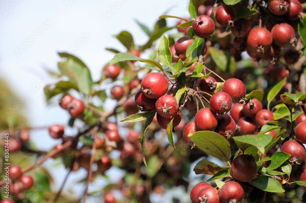 Wild red apples