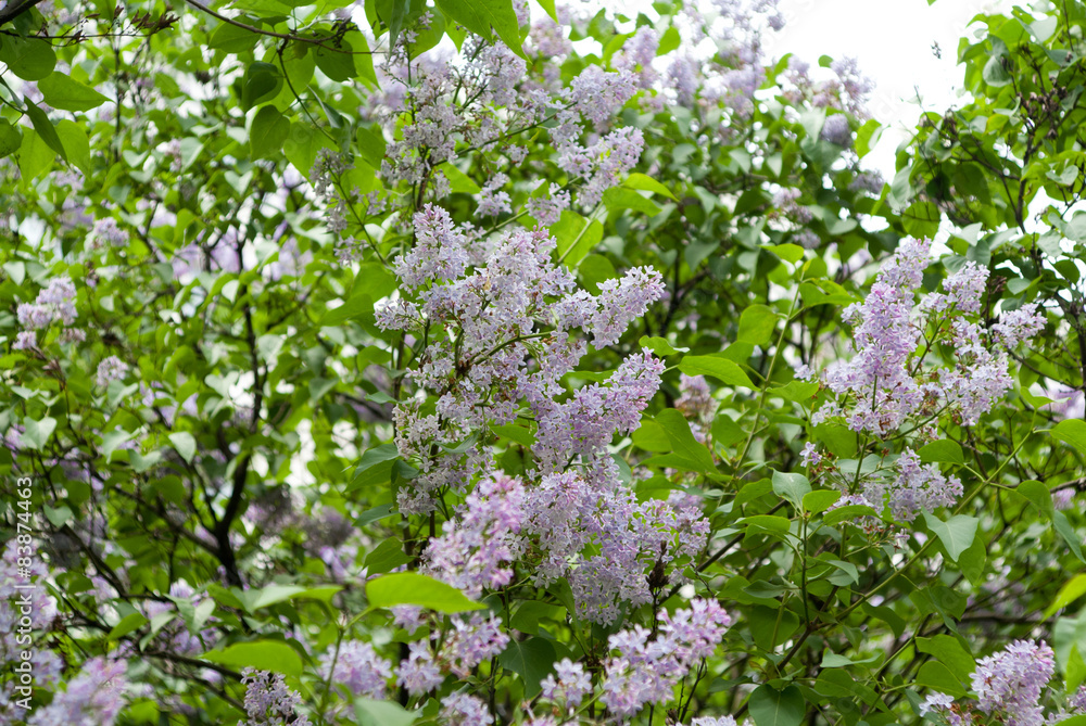 Fototapeta premium lilac flowers