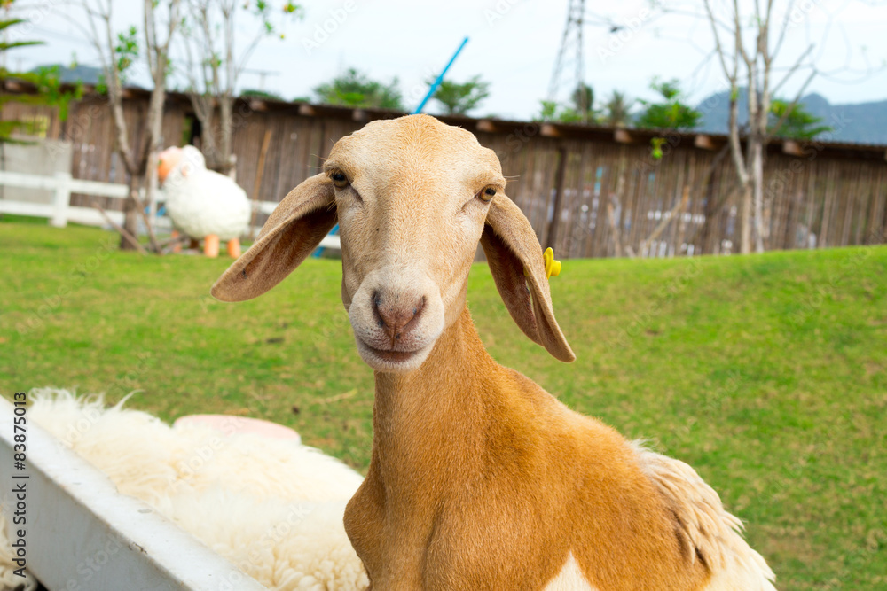 Fototapeta premium young goat thailand
