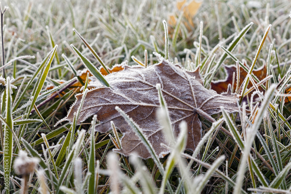 Obraz premium frozen grass
