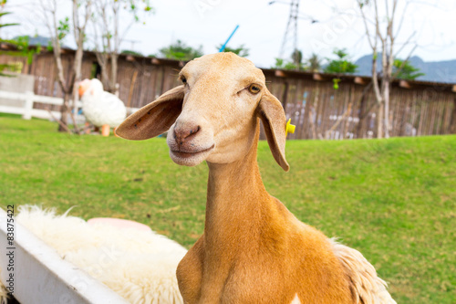 young goat thailand photo