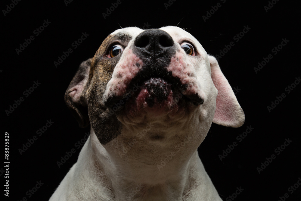 Closeup of sniffing dog