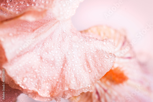 Fototapeta Naklejka Na Ścianę i Meble -  iris flower macro