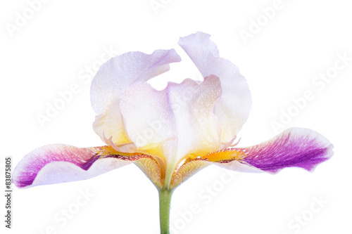 iris flower macro