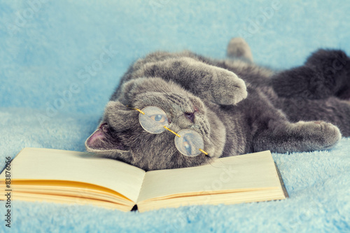 Fototapeta Naklejka Na Ścianę i Meble -  A blue british cat wearing glasses sleeping on the book
