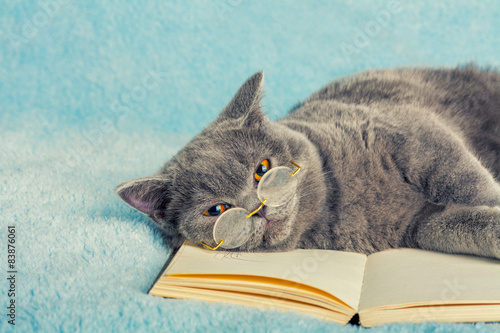 Fototapeta Naklejka Na Ścianę i Meble -  A blue british cat is wearing glasses lying on the book