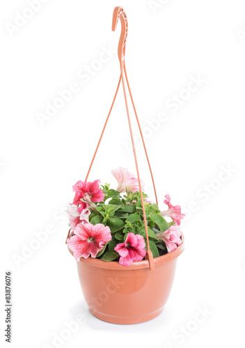 Hanging pot with petunias