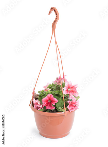 Hanging pot with petunias