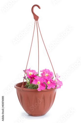Hanging pot with petunias