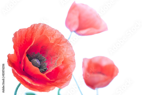 Fototapeta Naklejka Na Ścianę i Meble -  Poppy flower close-up