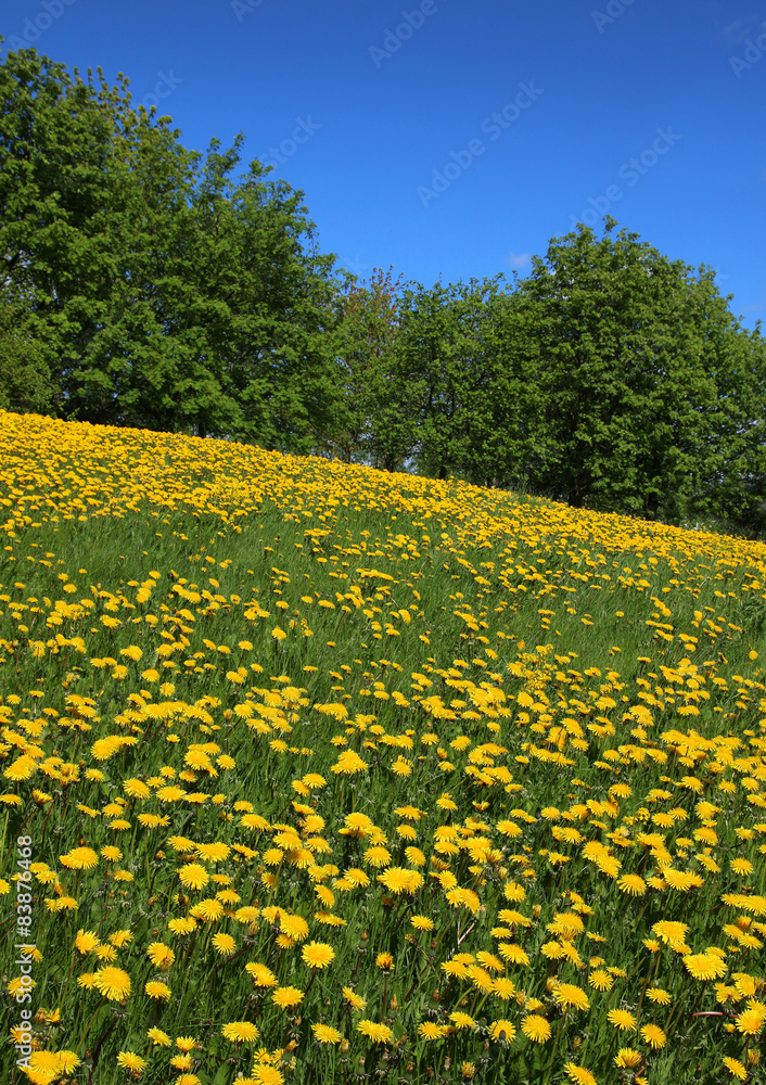 Obraz premium Dandelions blossoming field
