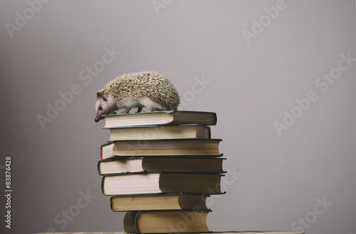 Hedgehog sitting on the top of books.