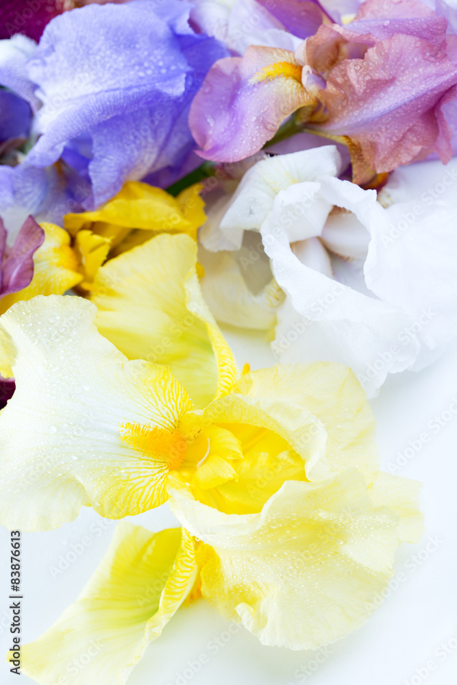 Obraz premium iris flower macro