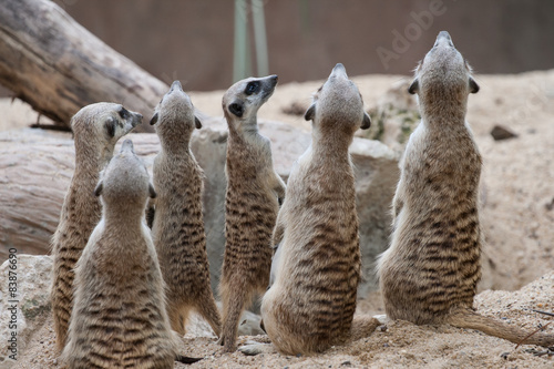 meerkat with space of sand © pompixs