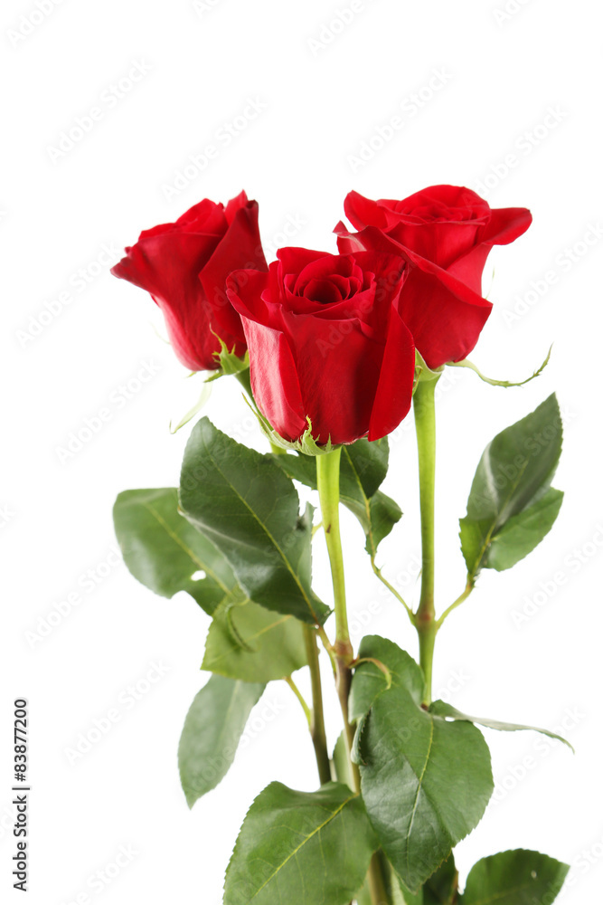 Three fresh red roses on white background Three fresh red roses on white background