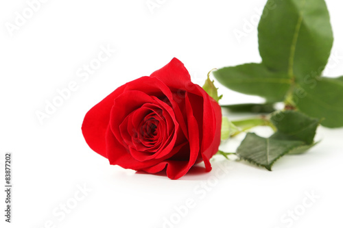 Red rose on white background