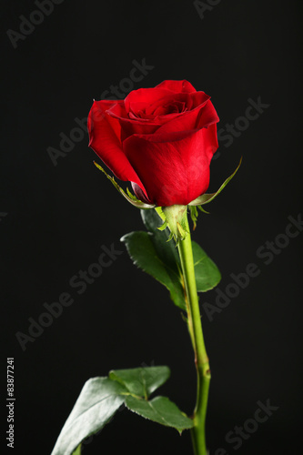 Fresh red rose on black background