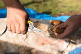 Alpaca's foot and shearer's hand with trimmer
