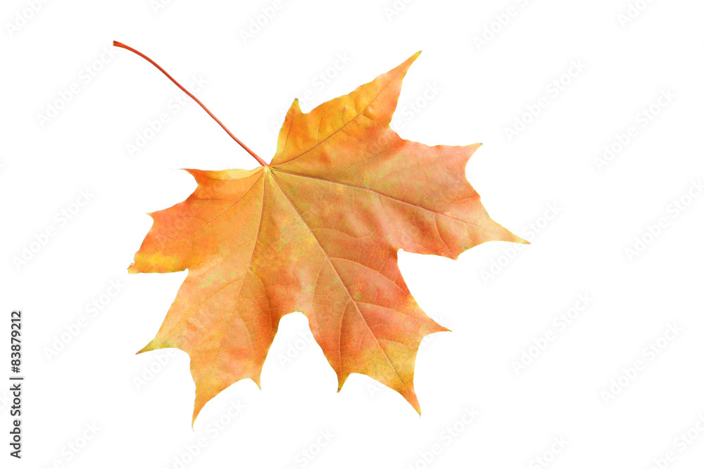 Fototapeta premium Autumn leaf isolated on white