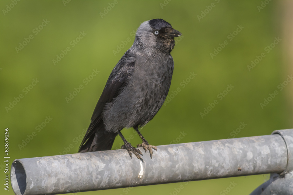Dohle (Corvus moledula)
