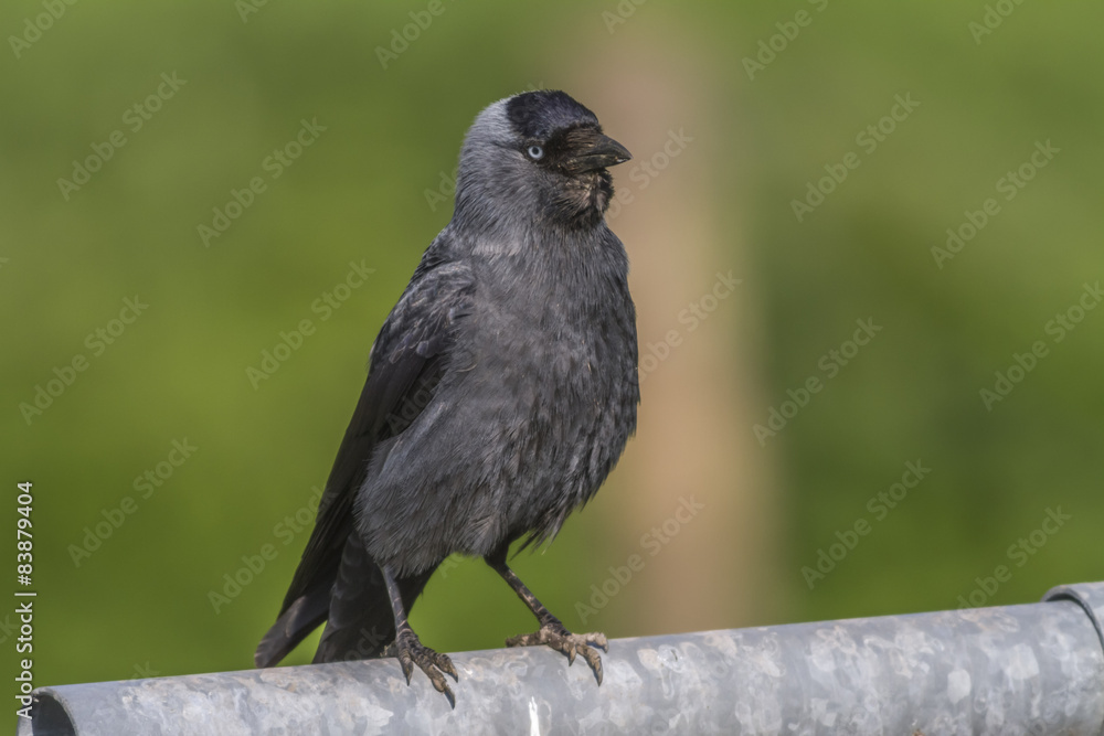 Dohle (Corvus moledula)