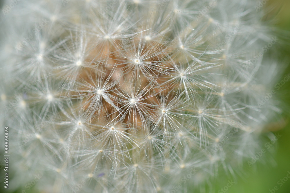 Fototapeta premium pissenlit