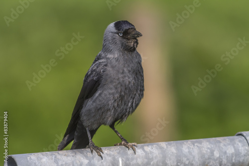 Obraz na płótnie Dohle (Corvus moledula) w salonie