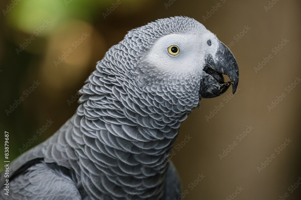 Fototapeta premium African Gray Parrot Portrait