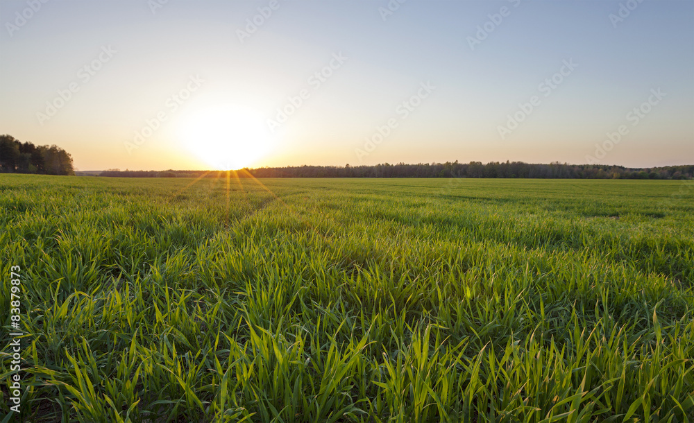 agriculture  