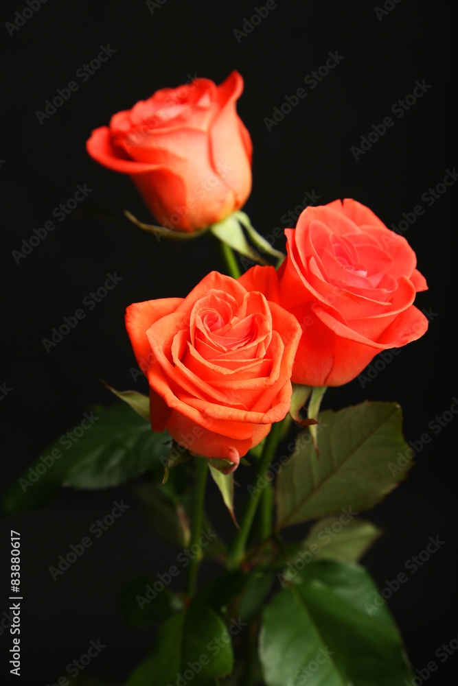 Beautiful rose on black background Beautiful rose on black background